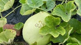 水郷柳川・北原白秋のふるさと