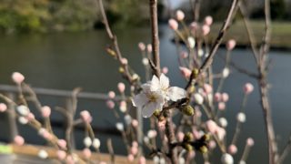 【柳川・川下り】船着き場に春到来🌸桜が一輪咲きました